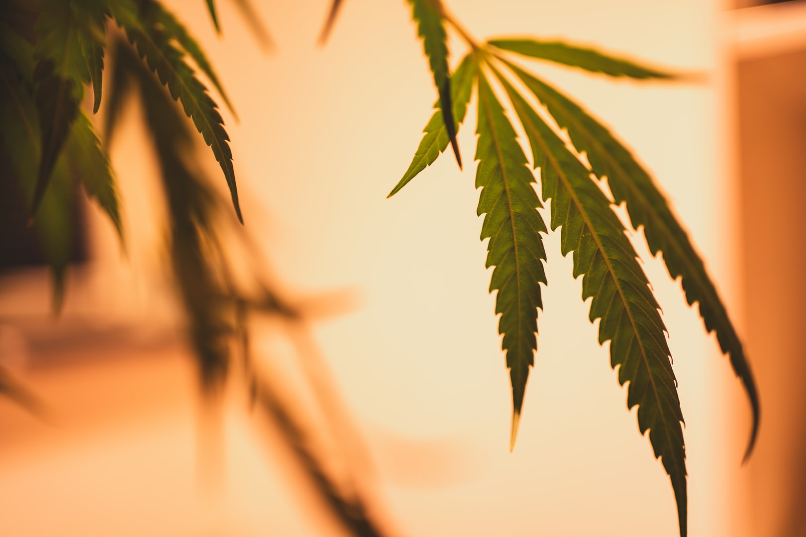 cannabis leaf